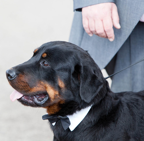 groom